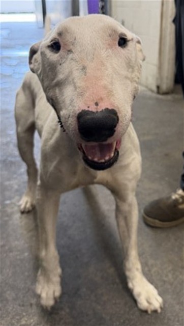 Shelter Stray Male Dog last seen ORANGE SHOW LN & S E ST, SAN BERNARDINO, CA, 92408, USA, 333 Chandler Pl, San Bernardino, CA 92408, USA