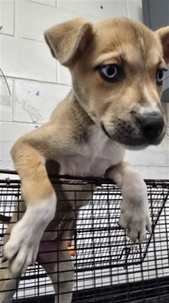 Shelter Stray Female Dog last seen REDLANDS BLVD & RICHARDSON ST, 333 Chandler Pl, San Bernardino, CA 92408, USA