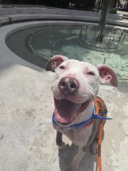 Shelter Stray Male Dog last seen Near BLOCK RACEHORSE BLVD, 2020 Forest St, Jacksonville, FL 32204, USA