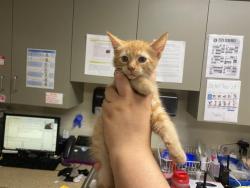 Shelter Stray Male Cat last seen Near BLOCK N 48TH ST, 3839 W Burnham St, West Milwaukee, WI 53215, USA