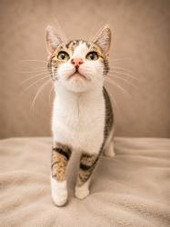 Shelter Stray Female Cat last seen Near BLOCK MERCED WAY, HEMET CA 92545, 581 S Grand Ave, San Jacinto, CA 92582, USA
