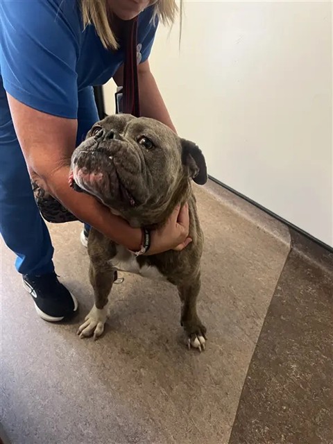 Shelter Stray Female Dog last seen KOCH RD @ JEFFERSON BARRACKS VA HOSPITAL, 1705 S Hanley Rd, Brentwood, MO 63144, USA