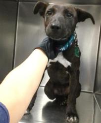 Shelter Stray Female Dog last seen Near HWY 62, I10 DESERT HOT SPRINGS CA 92240, 72050 Pet Land Pl, Thousand Palms, CA 92276, USA