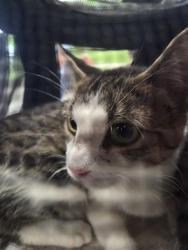 Shelter Stray Female Cat last seen Near BLOCK LYNDON FARM CT, 3528 Newburg Rd, Louisville, KY 40218, USA