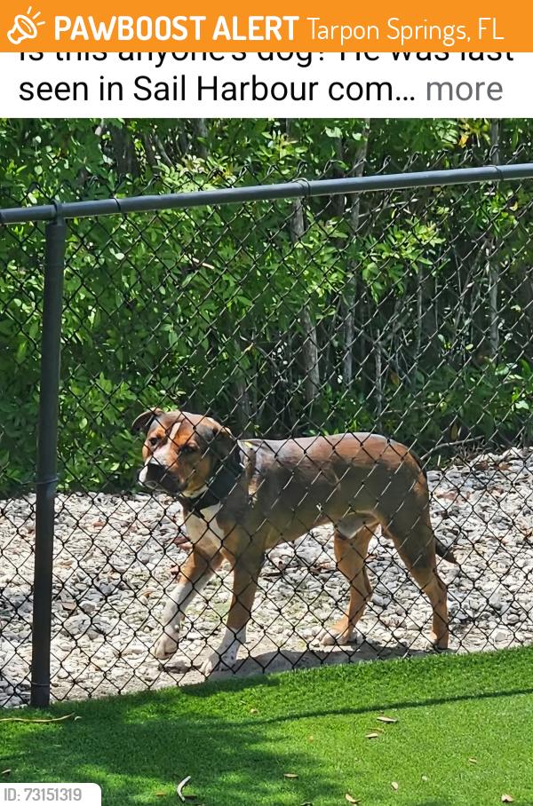 Found/Stray Male Dog last seen Jade Lane, Tarpon Springs, FL 34689