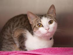 Shelter Stray Female Cat last seen 19TH AVE AND CAMELBACK RD, 5501 E Van Buren St, Phoenix, AZ 85008, USA