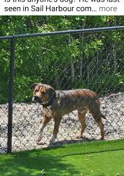 Found/Stray Male Dog last seen Jade Lane, Tarpon Springs, FL 34689