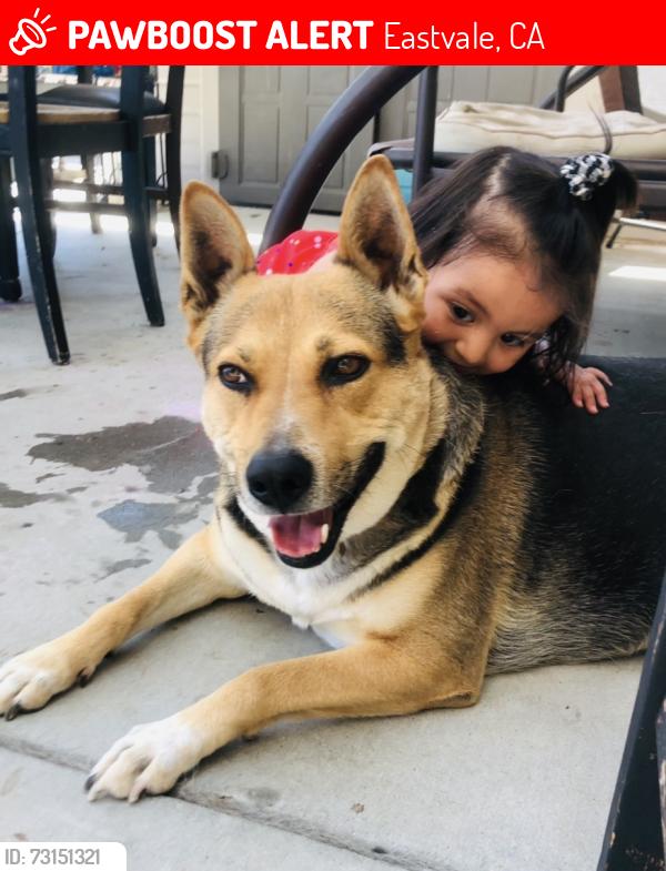 Lost Female Dog last seen Archibald and Chandler, Eastvale, CA 92880