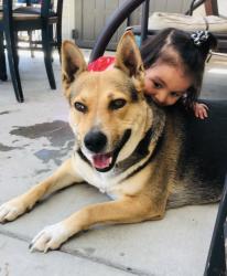 Lost Female Dog last seen Archibald and Chandler, Eastvale, CA 92880
