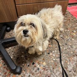 Shelter Stray Male Dog last seen , 5501 E Van Buren St, Phoenix, AZ 85008, USA
