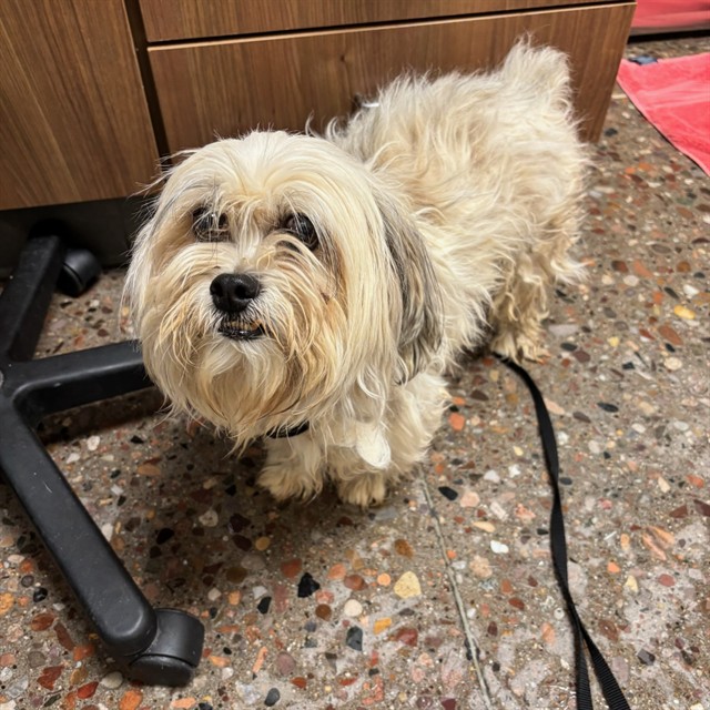 Shelter Stray Male Dog last seen , 5501 E Van Buren St, Phoenix, AZ 85008, USA