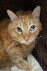 Shelter Stray Male Cat last seen , 4000 N Silverbell Rd, Tucson, AZ 85745, USA