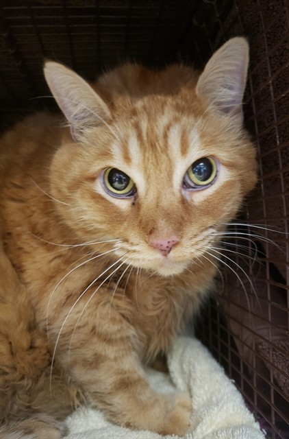Shelter Stray Male Cat last seen , 4000 N Silverbell Rd, Tucson, AZ 85745, USA