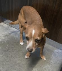 Shelter Stray Male Dog last seen SOUTH H BAKERSFIELD, 201 S Mt Vernon Ave, Bakersfield, CA 93307, USA