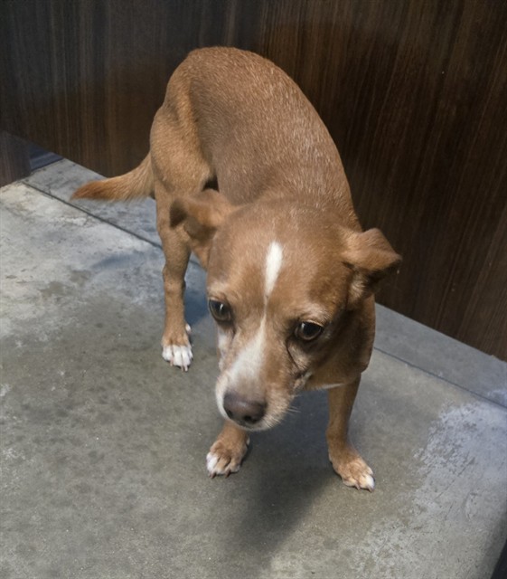 Shelter Stray Male Dog last seen SOUTH H BAKERSFIELD, 201 S Mt Vernon Ave, Bakersfield, CA 93307, USA