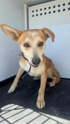 Shelter Stray Male Dog last seen Near BLK OF WILKINS, BAKERSFIELD,CA, 201 S Mt Vernon Ave, Bakersfield, CA 93307, USA