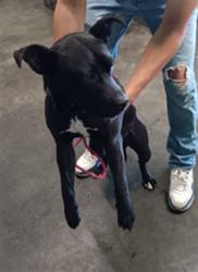 Shelter Stray Male Dog last seen , 1850 W 60th St, Los Angeles, CA 90047, USA