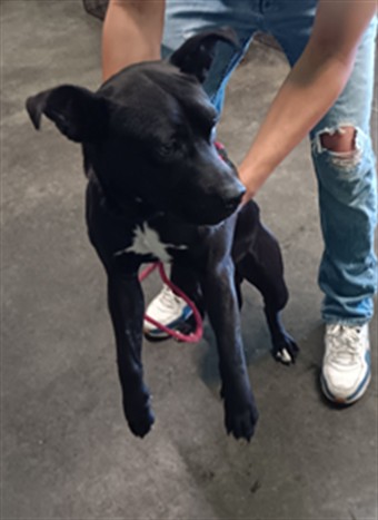 Shelter Stray Male Dog last seen , 1850 W 60th St, Los Angeles, CA 90047, USA