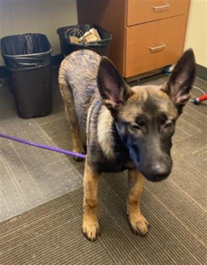 Shelter Stray Female Dog last seen Near BLOCK S 3200 W, WEST VALLEY CITY UT 84119, 4522 W 3500 S, West Valley City, UT 84120, USA