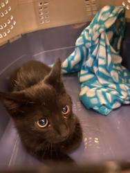 Shelter Stray Unknown Cat last seen Near BLOCK W DEERMEADOW CIR, 4522 W 3500 S, West Valley City, UT 84120, USA