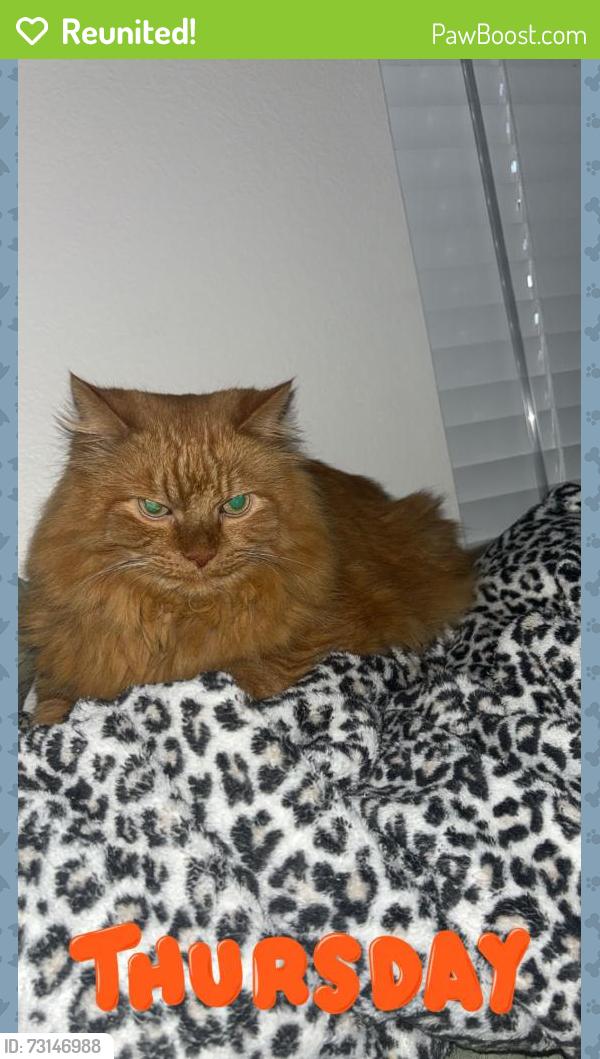 Reunited Male Cat last seen Orange wood boulevard, Orlando, FL 32821