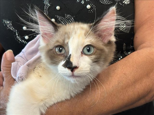 Shelter Stray Female Cat last seen , West Valley Animal Shelter, 20655 Plummer St, Chatsworth, CA 91311, USA