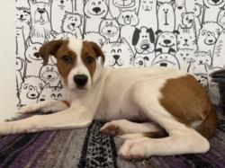 Shelter Stray Female Dog last seen , 957 N Gaffey St, San Pedro, CA 90731, USA