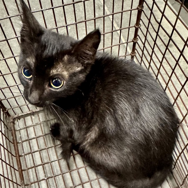 Shelter Stray Female Cat last seen VILLA CITY RD & SR 50 GROVELAND, 12280 County Rd 448, Tavares, FL 32778, USA