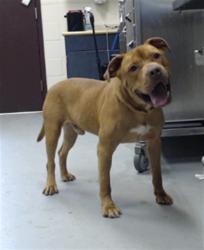Shelter Stray Male Dog last seen Near BLOCK MCLAMB DR, FAYETTEVILLE NC 28301, 4704 Corporation Dr, Fayetteville, NC 28306, USA
