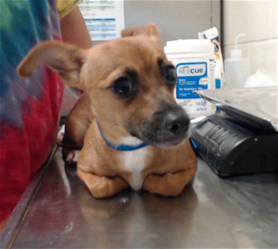 Shelter Stray Female Dog last seen Near BLOCK MAIN ST, HOPE MILLS NC 28348, 4704 Corporation Dr, Fayetteville, NC 28306, USA