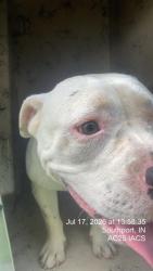 Shelter Stray Male Dog last seen SOUTHPORT, 2600 S Harding St, Indianapolis, IN 46221, USA