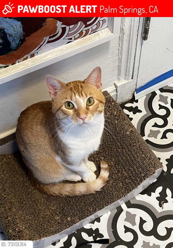 Lost Male Cat last seen Eos Gym, Palm Springs, CA 92264