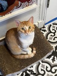Lost Male Cat last seen Eos Gym, Palm Springs, CA 92264