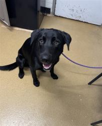 Shelter Stray Male Dog last seen ST PETERS, 4850 Mid Rivers Mall Dr, St Peters, MO 63376, USA