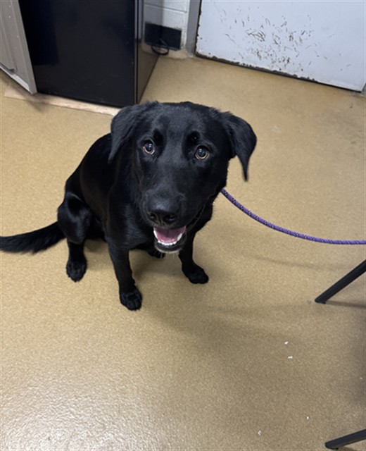 Shelter Stray Male Dog last seen ST PETERS, 4850 Mid Rivers Mall Dr, St Peters, MO 63376, USA