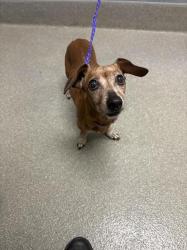 Shelter Stray Female Dog last seen S EASTERN AVE & E RUSSELL RD, 655 N Mojave Rd, Las Vegas, NV 89101, USA