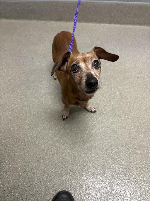 Shelter Stray Female Dog last seen S EASTERN AVE & E RUSSELL RD, 655 N Mojave Rd, Las Vegas, NV 89101, USA