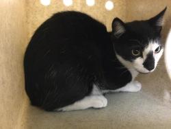 Shelter Stray Male Cat last seen Near BLOCK W FRANCIS ST, CORONA CA, 6851 Van Buren Boulevard, Jurupa Valley, CA 92509, USA