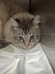 Shelter Stray Male Cat last seen Near BLOCK W FLAMINGO RD, LAS VEGAS NV 89147, 655 N Mojave Rd, Las Vegas, NV 89101, USA