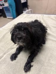 Shelter Stray Male Dog last seen Near BLOCK LAUREL DRIVE, RIVERSIDE, CA, 6851 Van Buren Boulevard, Jurupa Valley, CA 92509, USA