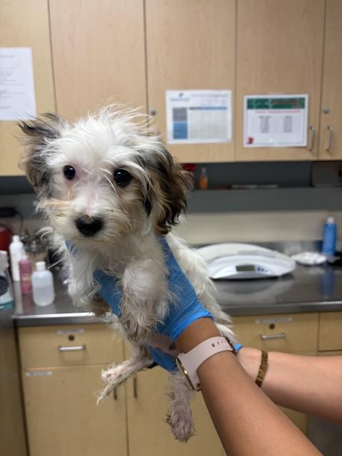 Shelter Stray Female Dog last seen Near BLOCK LAUREL DRIVE, RIVERSIDE, CA, 6851 Van Buren Boulevard, Jurupa Valley, CA 92509, USA