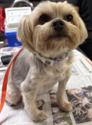 Shelter Stray Female Dog last seen MARKET/ 2ND ST, RIVERSIDE CA, 6851 Van Buren Boulevard, Jurupa Valley, CA 92509, USA