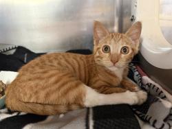 Shelter Stray Female Cat last seen PASEO MAGDA AND REGULO PL, 130 Beyer Way, Chula Vista, CA 91911, USA
