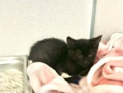 Shelter Stray Female Cat last seen Near 24TH ST, BAKERSFIELD CA 93301, 3951 Fruitvale Ave, Bakersfield, CA 93308, USA