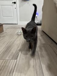 Found/Stray Male Cat last seen Nettleship/ Razorback Rd., Fayetteville, AR 72701