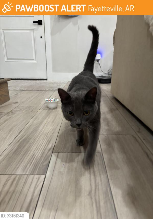 Found/Stray Male Cat last seen Nettleship/ Razorback Rd., Fayetteville, AR 72701