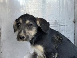 Shelter Stray Male Dog last seen Near BLOCK E PANAMA LN, BAKERSFIELD CA 93307, 3951 Fruitvale Ave, Bakersfield, CA 93308, USA