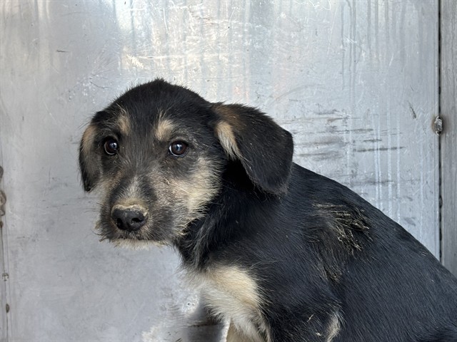 Shelter Stray Male Dog last seen Near BLOCK E PANAMA LN, BAKERSFIELD CA 93307, 3951 Fruitvale Ave, Bakersfield, CA 93308, USA