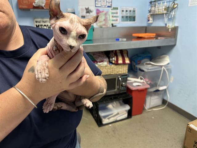 Shelter Stray Female Cat last seen Near BLOCK SANDALWOOD ST, BAKERSFIELD CA 93308, 3951 Fruitvale Ave, Bakersfield, CA 93308, USA