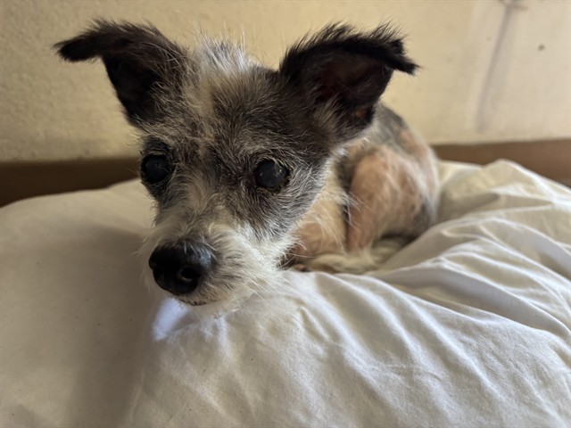 Shelter Stray Female Dog last seen Near BLOCK E BRUNDAGE LN, BAKERSFIELD CA 93307, 3951 Fruitvale Ave, Bakersfield, CA 93308, USA